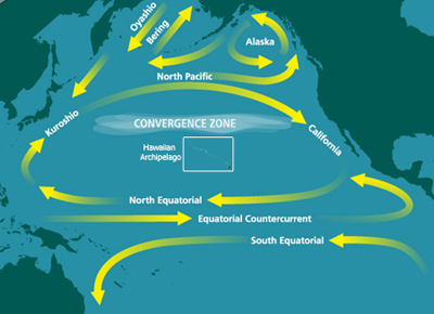 North Pacific Gyre